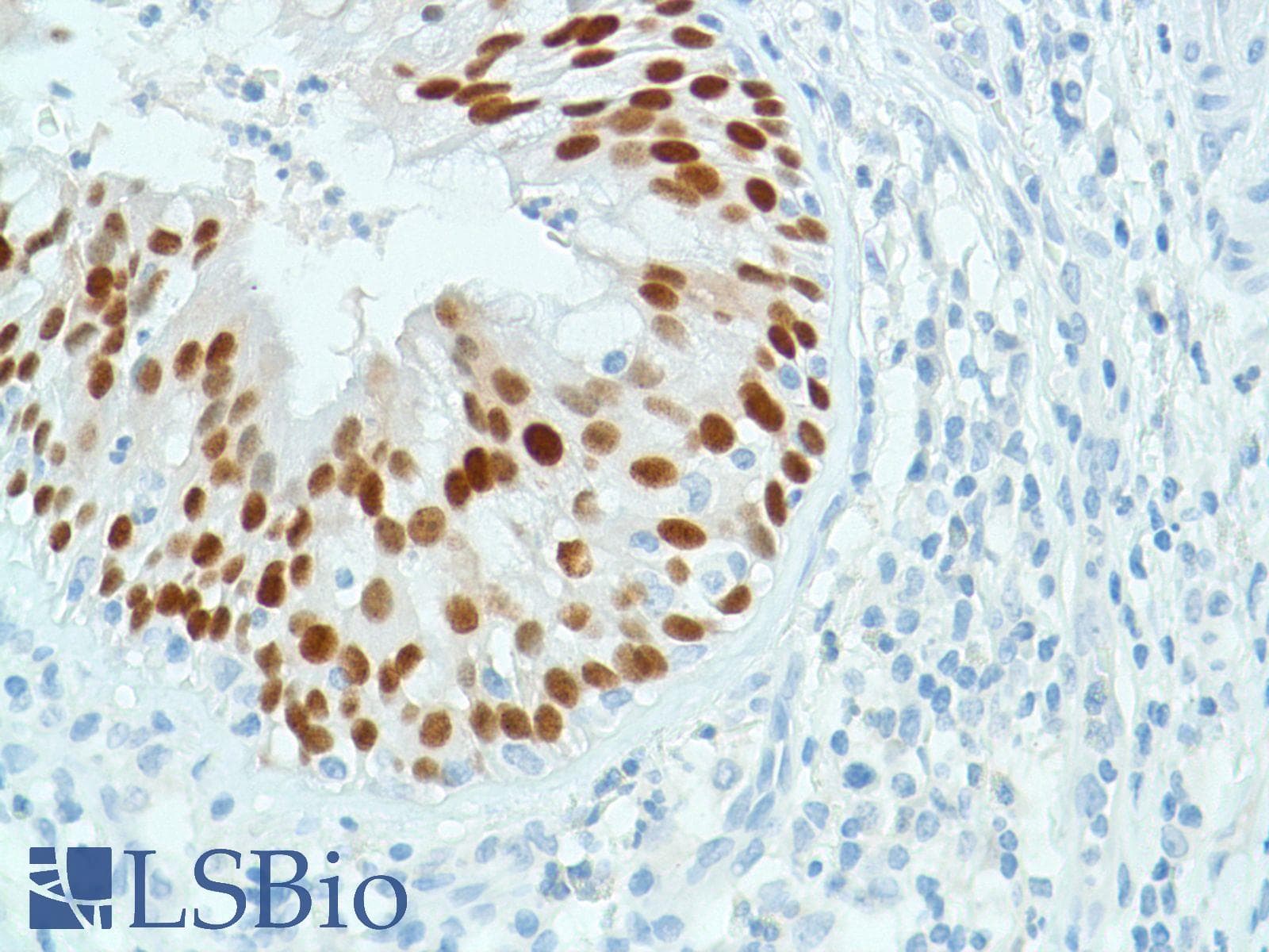 SOX2 Antibody (N-Terminus, clone SP76)