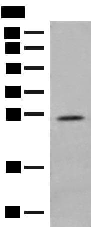 MDFI / I-MF Antibody