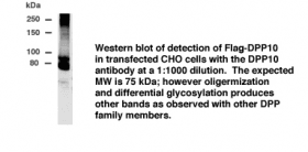 Dipeptidylpeptidase 10 / DPP10 Antibody (aa521-539)
