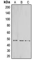 Polyclonal Rabbit anti-Human CNPase Antibody (Internal, WB)