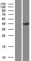 SH2D5 Protein (Over-Expression Lysate Myc-DDK (Flag))