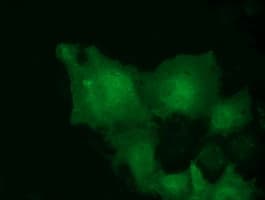 Monoclonal Mouse anti-Human MOBKL2B / MOB3B Antibody (clone OTI6E3, IF, WB)