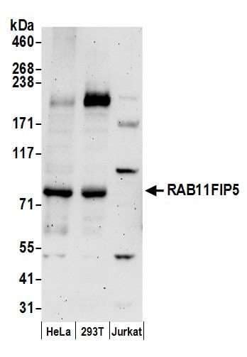 RAB11FIP5 / RIP11 Antibody (aa400-450)