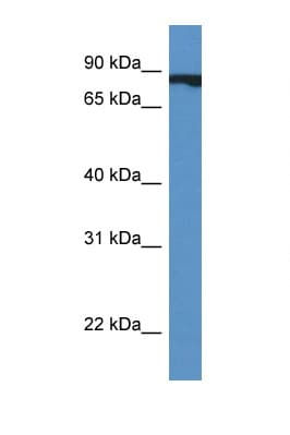 Cullin 4A / CUL4A Antibody (aa630-679)