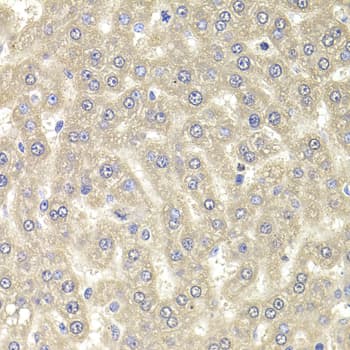 RGS7 Antibody