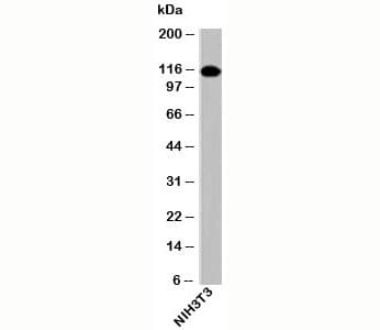 Polyclonal Rabbit anti-Human IPO9 / Importin 9 Antibody (C-Terminus, WB)