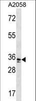 WDR5 Antibody (aa12-40)