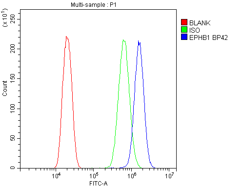 Polyclonal Rabbit anti-Human EPHB1 / EPH Receptor B1 Antibody (aa56-88, IHC, WB)