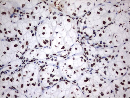 MLF1 Antibody (clone UMAB138)