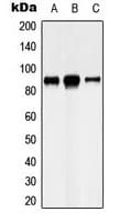 CDH8 / Cadherin 8 Antibody (Internal)