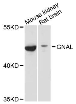 GNAL Antibody