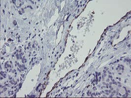 PECAM-1 / CD31 Antibody (clone OTI3H3)