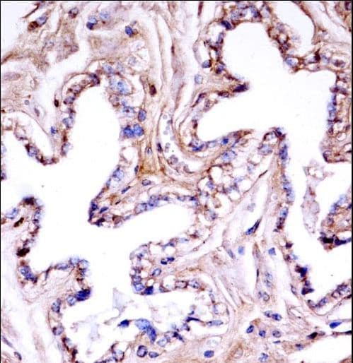 Polyclonal Rabbit anti-Mouse AKT1 Antibody (aa22-49, IHC, WB)