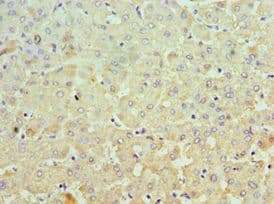 MCM3 Antibody (aa1-295)