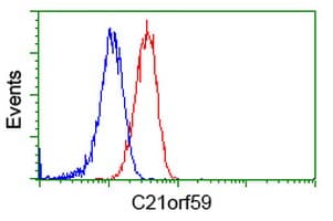 C21orf59 Antibody (clone OTI2H5)