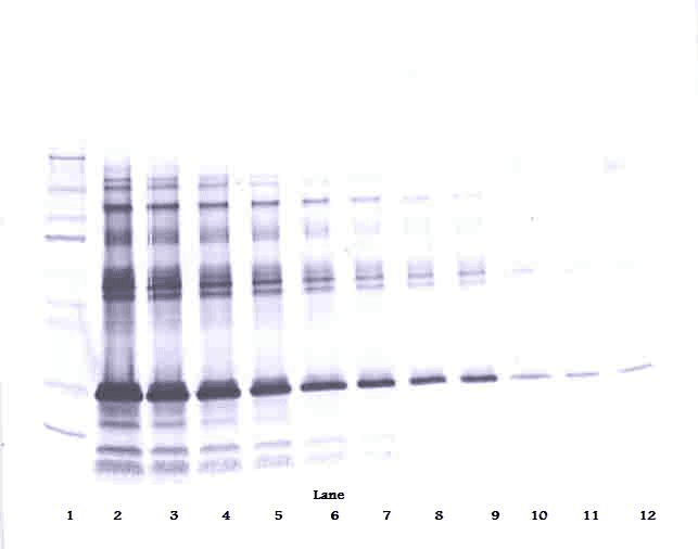 IGFBP1 Antibody (Biotin)