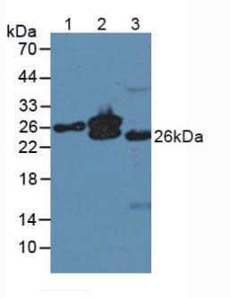MYL4 Antibody (aa6-191)