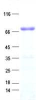 Human FAM196B Protein (Recombinant His, N-Terminal)