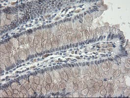 TLE1 / TLE 1 Antibody (clone OTI3H3)