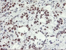 NABP2 Antibody (clone OTI1E11, Carrier-free)