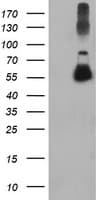 TUBAL3 Antibody (aa150-446, clone OTI1G6, Carrier-free)