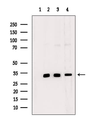 NDNL2 Antibody