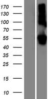 LMAN1L Protein (Over-Expression Lysate Myc-DDK (Flag))
