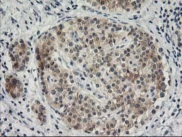 SNAP25 Antibody (clone OTI4B5, Carrier-free)