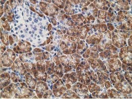 Monoclonal Mouse anti-Human NDUFA7 Antibody (clone OTI2C3, IHC, WB)