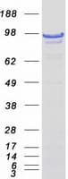 Human DAXX Protein (Recombinant Myc-DDK (Flag))