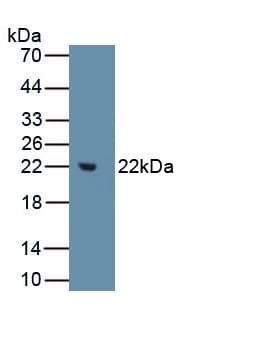MMP3 Antibody (aa247-370)
