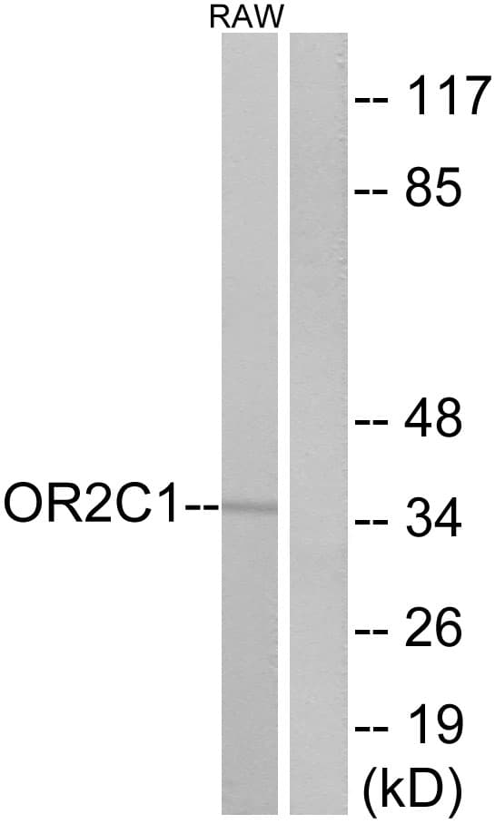 OR2C1 Antibody (aa241-290)