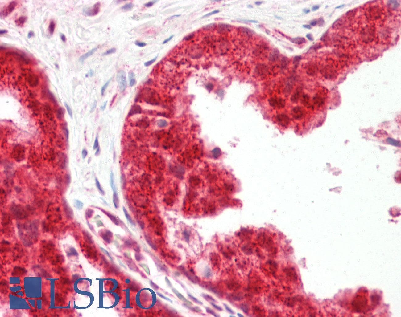 IHC-plus™ YPEL3 Antibody