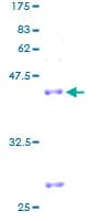 Human MRPL27 Protein (Recombinant GST)