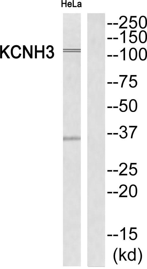 KCNH3 / Kv12.2 Antibody