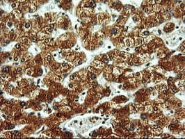 ERGIC-53 / LMAN1 Antibody (clone OTI1C5)