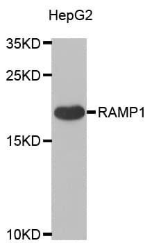RAMP1 Antibody