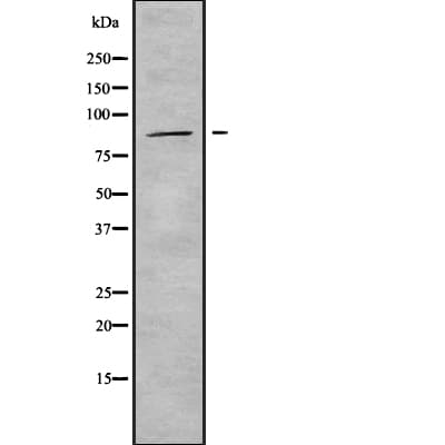 ADAM33 Antibody