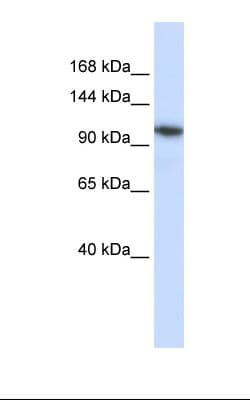 B4GALNT3 Antibody (aa252-301)