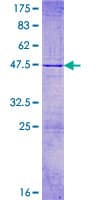 Human WWC1 / KIBRA Protein (Recombinant GST)
