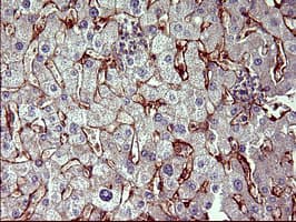 PAP2a / PPAP2A Antibody (clone OTI1H4)