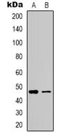 ADRB2 Antibody (C-Terminus)