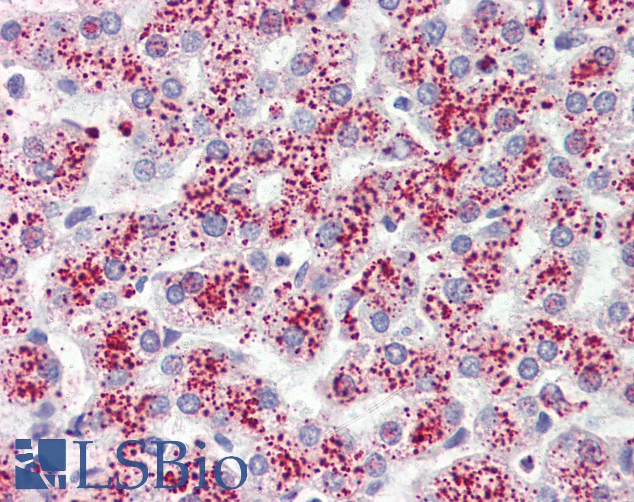 IHC-plus™ FFAR3 / GPR41 Antibody (Internal)