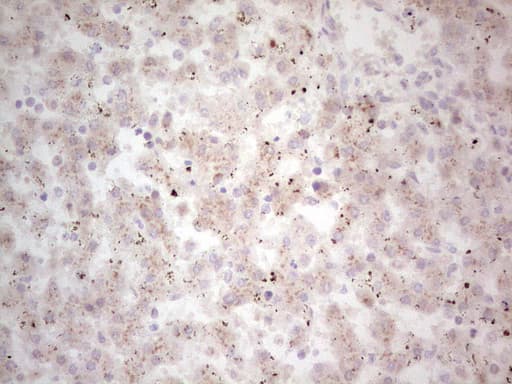 NEFM / NF-M Antibody (aa413-773, clone OTI5B7, Carrier-free)