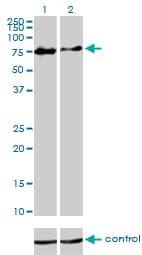 CHFR Antibody (clone 1H3-A12)