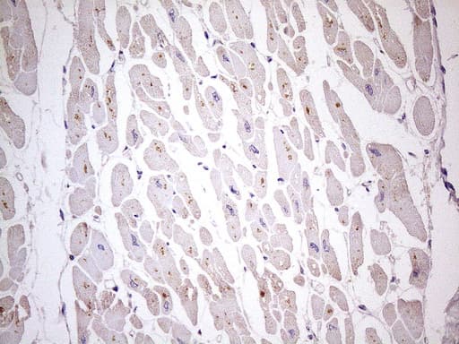 TBC1D28 Antibody (clone OTI4A9, Carrier-free)