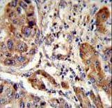 EBP Antibody (aa1-30)