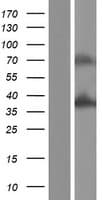 ZNF346 Protein (Over-Expression Lysate Myc-DDK (Flag))