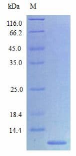 Rat MIP2 / GRO2 / CXCL2 Protein (Recombinant)