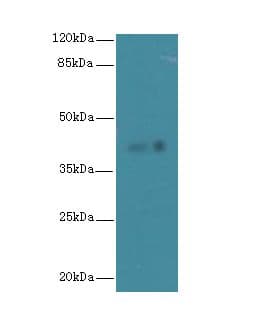 FAM118A Antibody